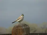 horned lark 1.webp