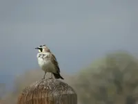 horned lark 2.webp