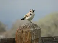 horned lark 3.webp