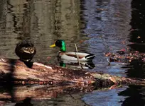 DSCN0134.webp