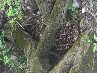 image.webp