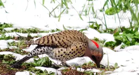 DSCN0218.webp