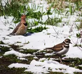 DSCN0199.webp