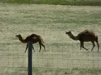 terry ranch 1.webp