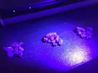 sapphires fluorescent.webp