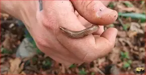 northGAsnake.webp