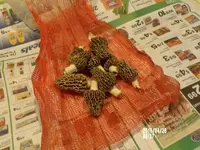 2016 morels (2).webp 2016 morels (2).webp