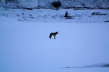 3-30c.webp