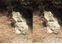 frog shape.webp