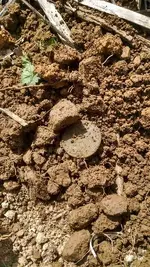 Dirt NJ.webp