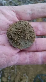 Dirt Dandy.webp