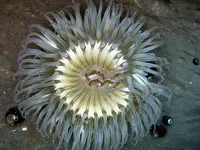 Sea_anemone_in_tidepools.webp