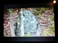 1461887705856-822798832.webp