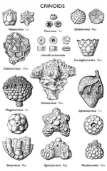 ImageUploadedByTreasureNet.com1459957036.194978.webp