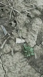 1459376650112.webp