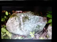 1462387096662-1832686338.webp