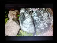 1462387218429-1569189759.webp