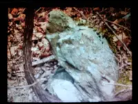 1462388185815-224291725.webp