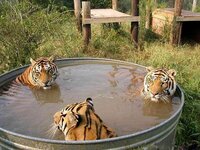Three tigers in a tub.jpg