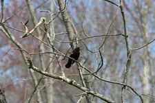 IMG_1396.webp