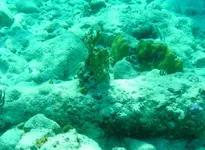 Video-cannonsIII_1A.webp