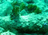 Video-cannonsIII_1C.webp