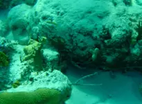 Video-cannonsIII_2C.webp