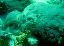 Video-cannonsIII_2D.webp