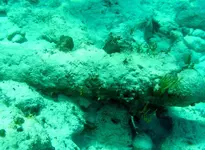 Video-cannonsIII_3A.webp