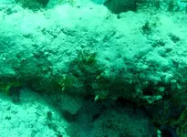 Video-cannonsIII_3D.webp