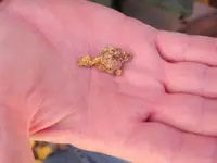 Gold Nugget1.webp