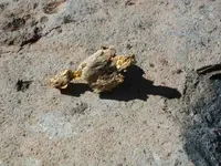 Gold Nugget2.webp