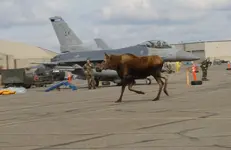 Moose1 on ramp Aug 03.webp