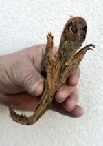 845-Mullica%20Creature_001.webp