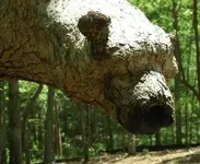 bear-tree-close.webp