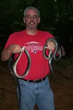 Black snakes 4.webp