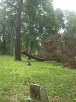 tree fell ...didnt hit a tombstone.webp
