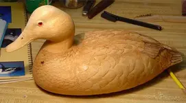 Duck 21 sized.webp