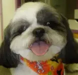 LottieMoody.webp