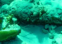 Video-cannonsIII_02crop.webp