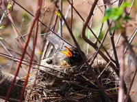 DSCN0558.webp