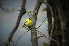 Yellow Bird 2.jpg