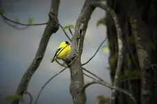 Yellow Bird 2.webp