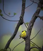 Yellow Bird.webp