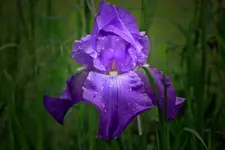 iris22.webp