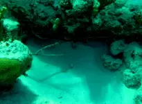 Video-cannonsIII_2G.webp