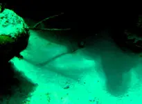 Video-cannonsIII_2I.webp