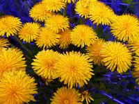 dandelions 1.webp