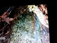 1461366524754-1848854567.webp