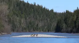 3 Elk.webp